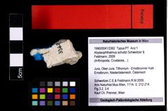 Foto (Objekt + Etiketten) von Abyssophthalmus schultzi (Schweitzer & Feldmann, 2009) 